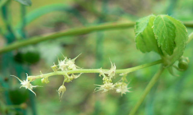 跡見群芳譜(野草譜 アマチャヅル)